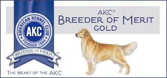 Though golden retriever puppies are always smart and sweet, they do come in different shapes, colors and sizes. Wynwood Golden Retrievers Golden Retrievers Michigan