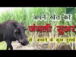 Перевод контекст suar c английский на русский от reverso context: Khet Ko Jangli Suar Se Kayse Bachaye Wild Pig L Raan Dukkarl Youtube