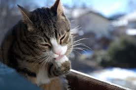 How exactly does stress cause your cat to pluck out hair? Cats Under Pressure Tufts Now