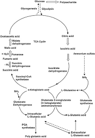 Production And Purification Of Glutamic Acid A Critical