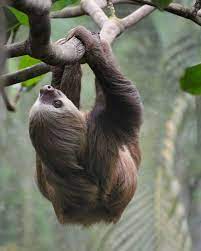 100 Unbearably Cute Sloth Pics To Celebrate The International Sloth Day Cute Sloth Zootopia Sloth Cute Sloth Pictures