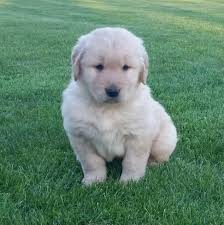 Each of pups will got their first series of shots. Golden Retriever Puppies For Sale Boise Id 123786