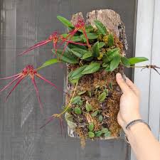 Image result for Bulbophyllum vulcanicum