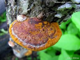 Image result for Phellinus gilvus