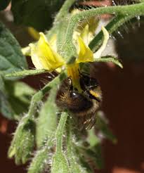 Bee pollination is one type of entomophily, which is pollination performed by insects. Insect Pollination Why Pollinators Are Important In Your Garden