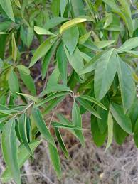 Image result for Hexalobus monopetalus