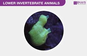 Kingdom Animalia Characteristics Of Lower Invertebrate Animals