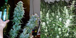 Co2 generators are turned off at night since they create heat and humidity within the room and your plants need to absorb oxygen within their leaves and roots to remain healthy so this gives your plants a break. How To Use Co2 To Increase Cannabis Yields Grow Weed Easy