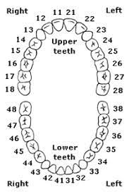 They will sometimes sprout gray hairs around their eyes and muzzle. What About Kids Teeth Kids Teeth Are Numbered Differently In Australia See The Diagram Below To See What Aussie Den Tooth Chart Dental Charting Teeth Diagram