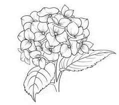 Pin By Elizabeth Campos On Tattoos Piercings Flower Drawing Hydrangea Tattoo Flower Sketches