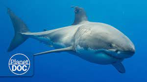 ¿cuánto dura el tiburón blanco? Australia El Gran Tiburon Blanco Documental Completo Youtube