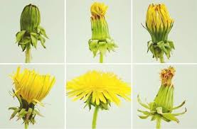 Once the flower heads are empty of seeds, they can be converting into disposable scrubbing pads for jobs too tough for your cleaning tool. Super Cool Dandelion Fun Facts Kids Will Love