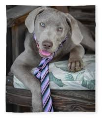 Chocolate lab, silver lab and charcoal gray lab puppies. Silver Lab Fleece Blankets Pixels