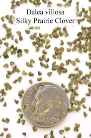 Image result for Landolphia villosa