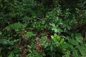 Image result for Ardisiandra wettsteinii