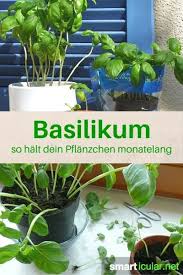 Mit Diesen 7 Tipps Uberleben Basilikum Topfchen Ewig Garten Pflanzen Pflanzen Und Garten