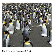 All the king penguin colonies in the south indian ocean suffered that year, but populations on nearby possession island quickly rebounded, counts there showed, so researchers assumed that the colony had rebounded on pig island as well, dr. The World S Largest King Penguin Colony Has Collapsed Losing Nearly 90 Per Cent Of Its Population Veterinary Careers