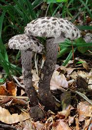 Image result for Strobilomyces strobilaceus