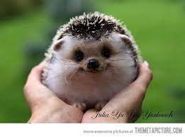 Happy Hedgehog Cute Animals Pets Baby Animals
