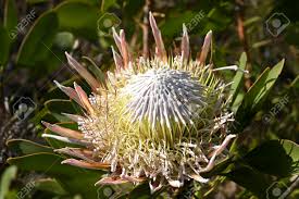 Check spelling or type a new query. Blooming Large King Protea Flower In Some Winter Sun In South Africa Stock Photo Picture And Royalty Free Image Image 148974977