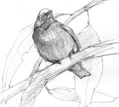 5 Steps To Better Bird Drawing Schetsen Tekenen Dier Schetsen Mensen Tekenen