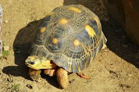 Some choose them as they are quite adorable, while others opt for them you also get to see a great deal of diversity when it comes to the size of these reptiles. Best Beginner Pet Turtles And Tortoises Pethelpful By Fellow Animal Lovers And Experts