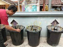 Hal ini dikarenakan ternak ikan lele sendiri cukup mudah dilakukan dan untuk menjualnya pun tidak susah. 7 Cara Budidaya Ikan Lele Dalam Ember Dan Keuntungannya