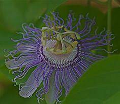 We did not find results for: 30 Missouri Native Flowers For Bees And Butterflies Ideas Flowers Plants Native Plants