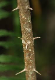 Image result for Canthium oligocarpum