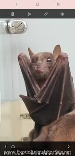 Pamper your pets with pet supplies and equipment. Bats For Sale