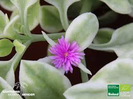 Aptenia cordifolia variegata, crystal, baby sun rose, 3 (2.6x3.5) $17.58. Weissbuntes Eiskraut Aptenia Cordifolia Variegata Bioland Bioland Gartnerei Monika Bender Online Shop