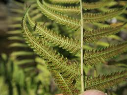 Image result for Christella dentata