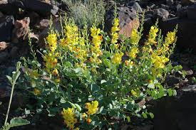 Image result for Adenolobus pechuelii