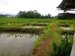 Cara Menentukan Ukuran Kolam Gurame 1000 Ekor