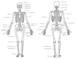 Анатомия человека скелет рисунок