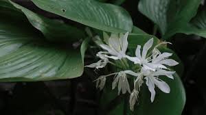 Image result for Corymborkis corymbis