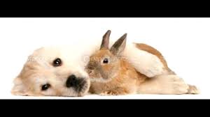 Maybe you would like to learn more about one of these? Schattige Dieren Foto S 2 Youtube