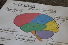 Start studying nervous system puzzle. Pin On Science