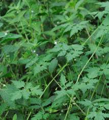 Image result for Cardiospermum halicacabum