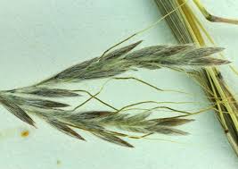 Image result for Hyparrhenia tamba