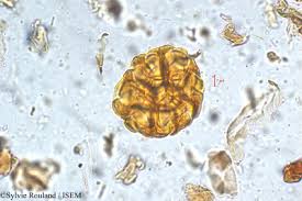 Image result for Cienfuegosia gerrardii