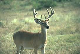 Hemorrhagic Disease In Deer Texas A M Agrilife Extension Service