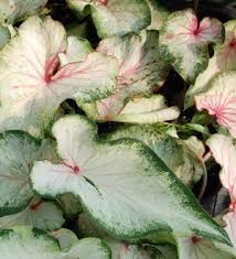 White Wing Wholesale Caladiums For Sale Plant Care Caladium White Wings