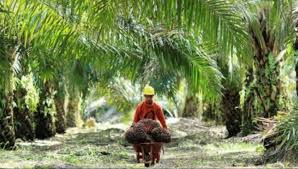 Kebanyakan minyak sawit diproduksi di asia, afrika dan amerika selatan karena pohon kelapa sawit membutuhkan suhu hangat, sinar matahari, dan curah hujan produksi minyak sawit dunia didominasi oleh indonesia dan malaysia. Alami Kenaikan Sebesar 3 18 Berikut Daftar Harga Tbs Sawit Riau Kenaikan Tertinggi Usia 10 20 Tahun