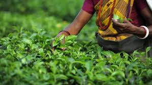 Best tea estates in india. India Ethnic Unrest Threatens Darjeeling Tea Harvest Financial Times