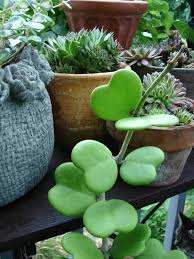 There are many types of succulent plants, which come in a wide variety shapes and sizes for for your indoor decor, or cactus garden. Sweetheart Hoya Plant Also Known As Valentine Plant Or Sweetheart Wax Plant Is A Type Of Hoya Appropriately Named For Its Thic Plants Succulents Hoya Plants