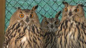 Vermaelen climbs highest to head a corner down onto the post, before mike mackenzie further points out the north american influence of this mbm: Eagle Owl Reintroduction Programme Complements Danube Delta Food Chain Rewilding Europe