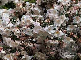 Rhododendron Lady Alice Fitzwilliam From Burncoose Nurseries Rhododendron Hybrids Rhododendron Fitzwilliam Plants