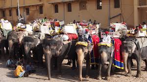 Amber Fort Elephant Rides ...
