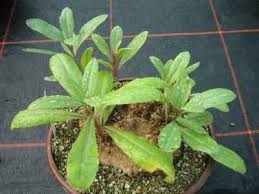 Image result for Kleinia abyssinica